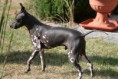 American Gronelândia Terrier